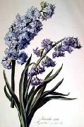 Cornelis van Spaendonck Prints Hyacinth USA oil painting artist
